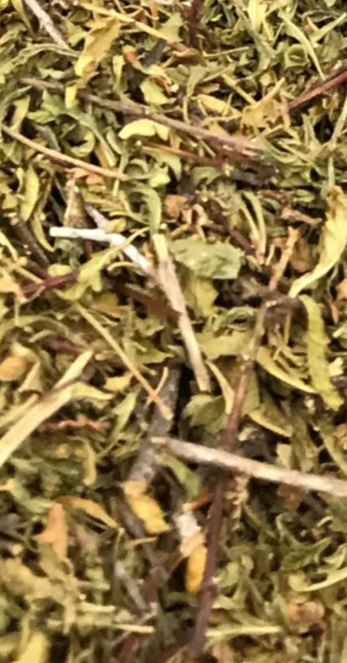 Damiana Herb 4 Oz.